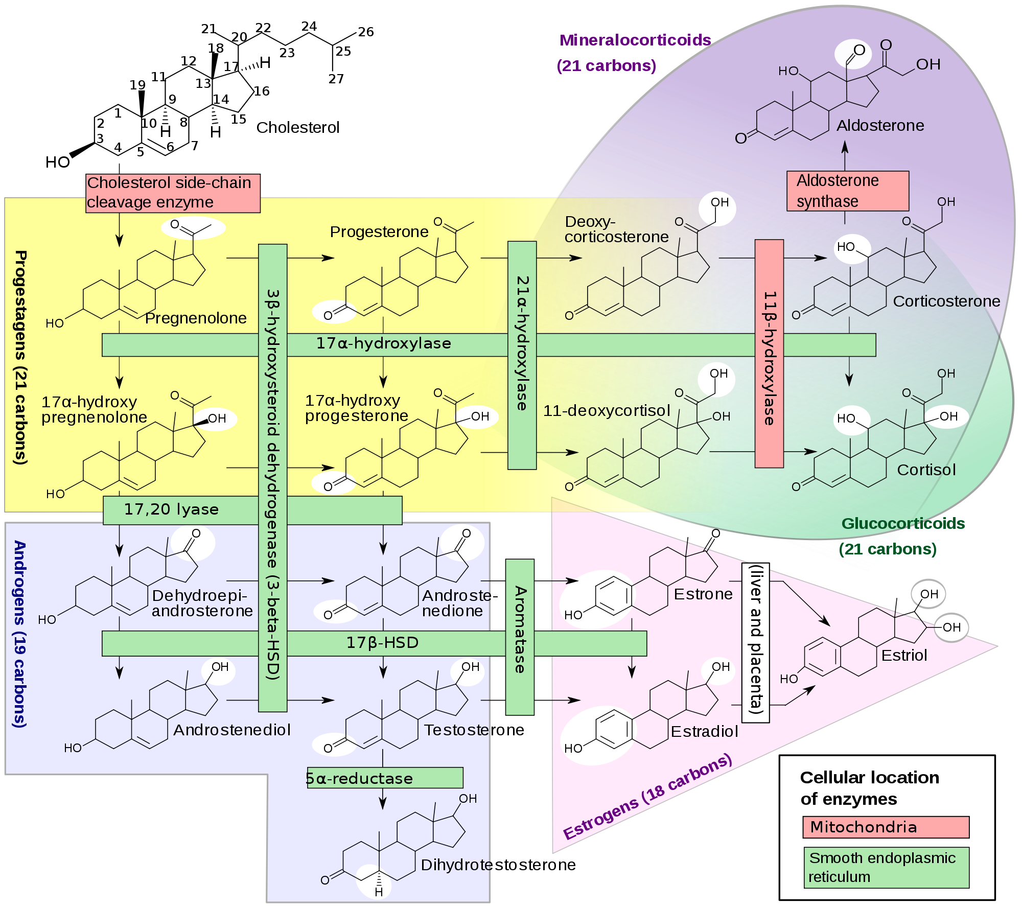 steroid-hormones